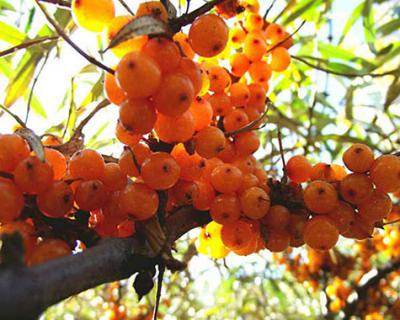 沙棘果加工生產(chǎn)線(xiàn)